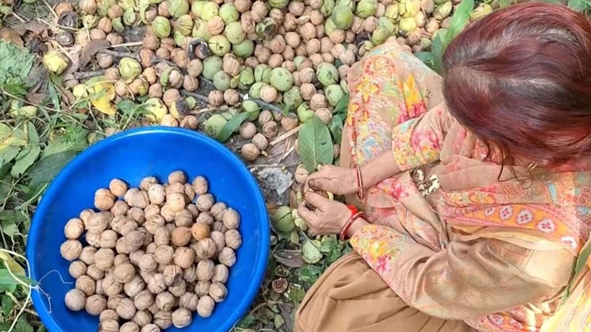 अखरोट की तुड़ाई शुरू