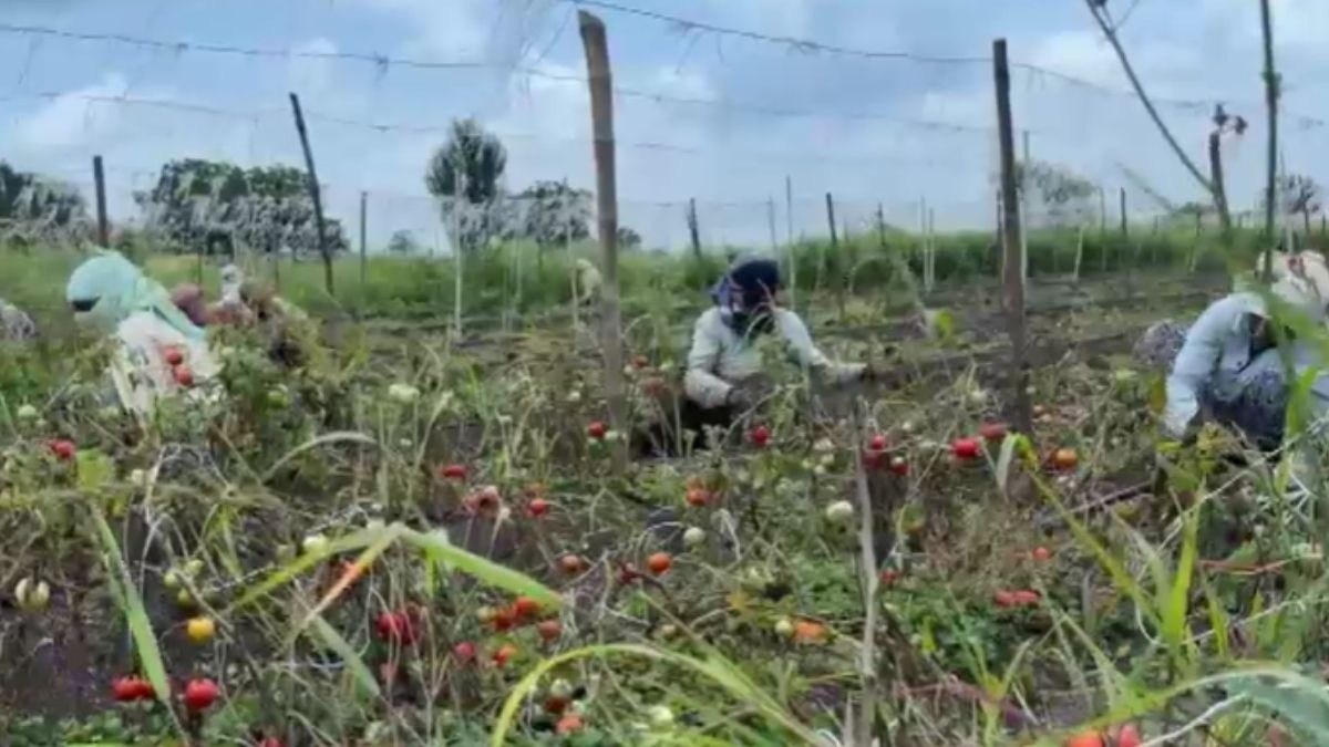 tomato crop uprooting beed