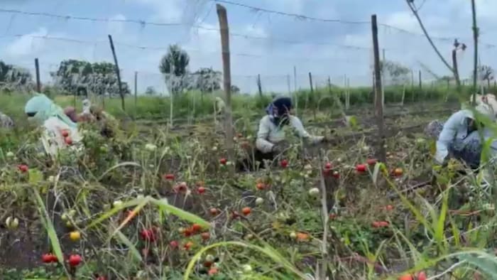 tomato crop uprooting beed