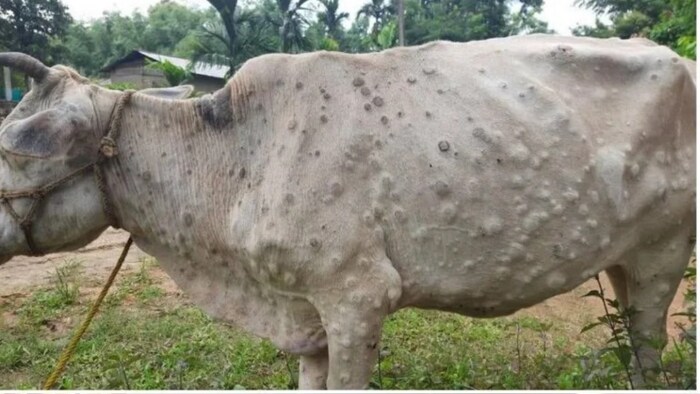 lumpy skin disease,गोवंश में लंपी वायरस के लक्षण