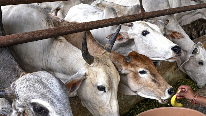 Cow Urine Dairy Pilot Project