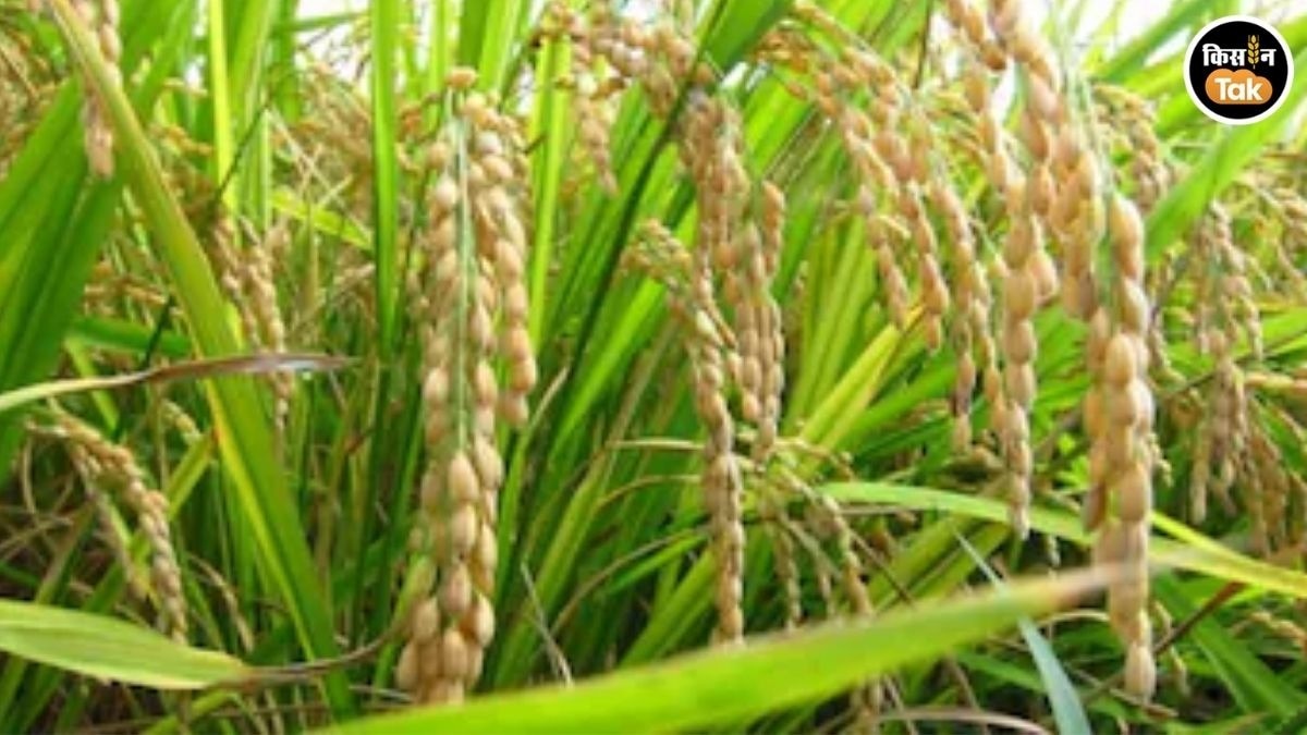 kashmir new paddy variety