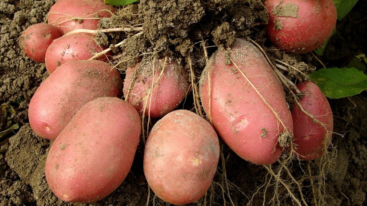 potato आलू किसानों तक समय पर पहुंचे योजनाओं का लाभ