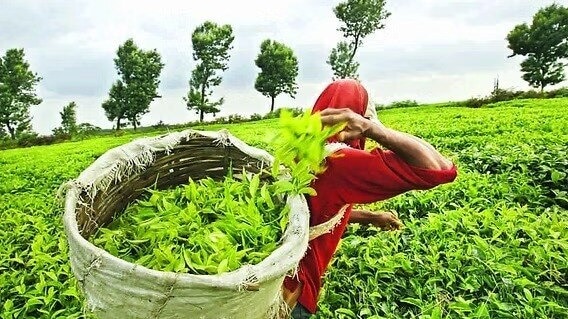 चाय उत्पादन में आई कमी