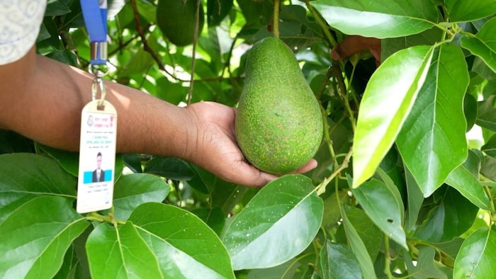 RPCAU Bihar Avocado