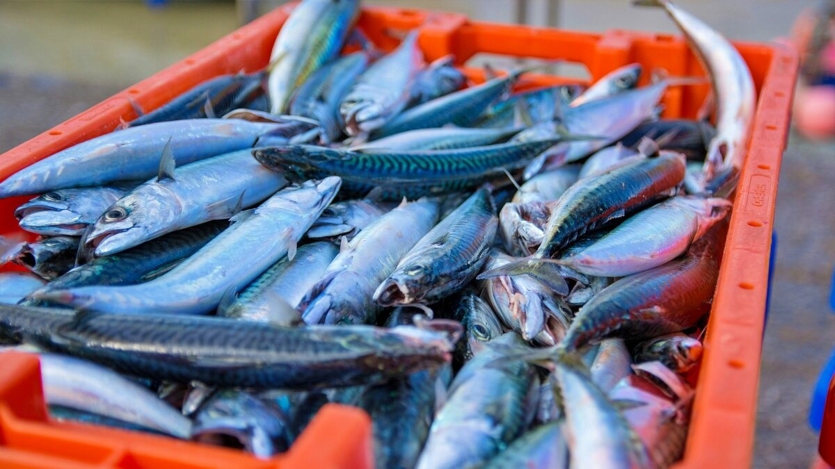 Ayodhya Fish Controversy