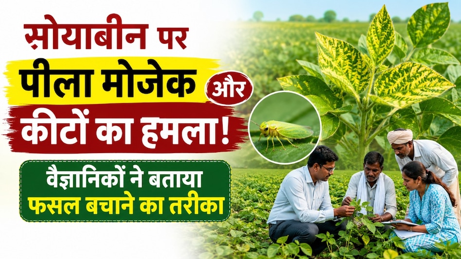 सोयाबीन पर पीला मोजेक और कीटों का हमला! वैज्ञानिकों ने खेतों में पहुंचकर बताया फसल बचाने का तरीका सोयाबीन पर पीला मोजेक और कीटों का हमला! वैज्ञानिकों ने खेतों में पहुंचकर बताया फसल बचाने का तरीका