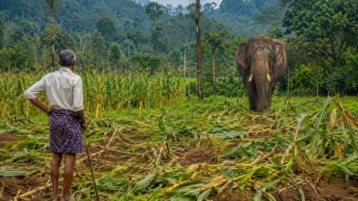 wildlife crop damage compensation