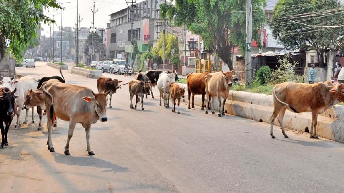 आवारा पशुओं को लेकर बड़ा फैसला
