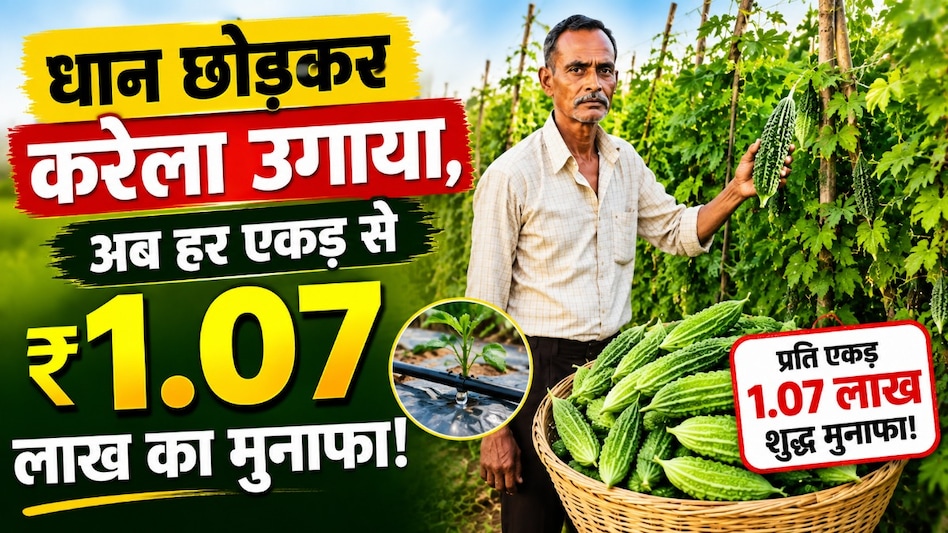 धान छोड़ कर करेले की खेती में लगाया दांव, अब हर एकड़ से ₹1.07 लाख का शुद्ध मुनाफा धान छोड़ कर करेले की खेती में लगाया दांव, अब हर एकड़ से ₹1.07 लाख का शुद्ध मुनाफा