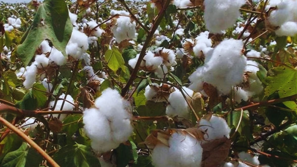 cotton farming tips