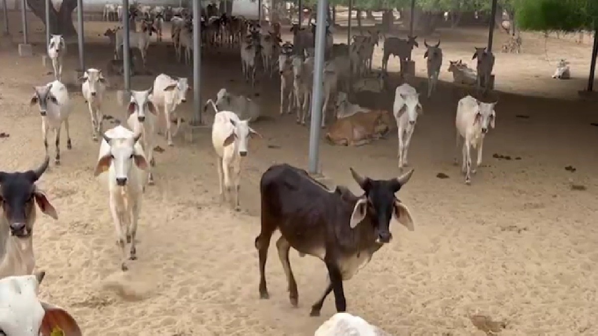 cow