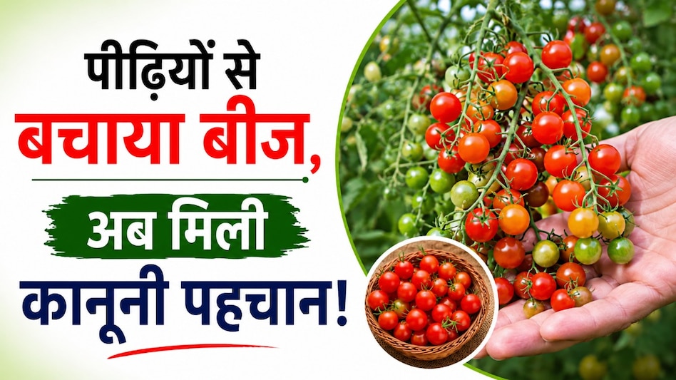 पीढ़ियों से संभाला ‘चिरपोटी टमाटर’ का बीज, अब मिली कानूनी पहचान! धमतरी के किसान बंसी लाल की मेहनत रंग लाई पीढ़ियों से संभाला ‘चिरपोटी टमाटर’ का बीज, अब मिली कानूनी पहचान! धमतरी के किसान बंसी लाल की मेहनत रंग लाई