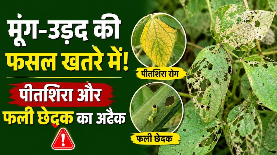 मूंग-उड़द पर पीतशिरा और फली छेदक का दोहरा हमला; कृषि वैज्ञानिकों ने दी बचाव की सलाह मूंग-उड़द पर पीतशिरा और फली छेदक का दोहरा हमला; कृषि वैज्ञानिकों ने दी बचाव की सलाह