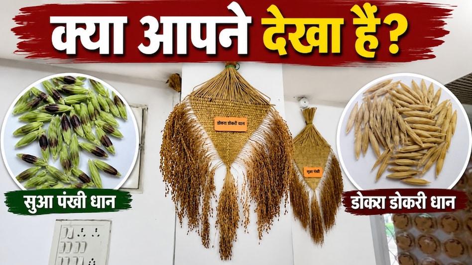 14mm लंबा दाना और चिड़िया के पंख जैसी किस्में: IGKV रायपुर के अनोखे 'राइस म्यूजियम' का सच 14mm लंबा दाना और चिड़िया के पंख जैसी किस्में: IGKV रायपुर के अनोखे 'राइस म्यूजियम' का सच