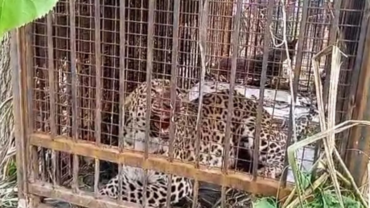गुलदार के आतंक से मिली राहत