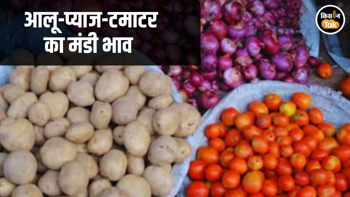 Onion Potato Tomato Mandi Rate