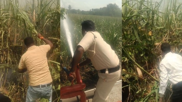 गन्ने के खेत में लगी आग