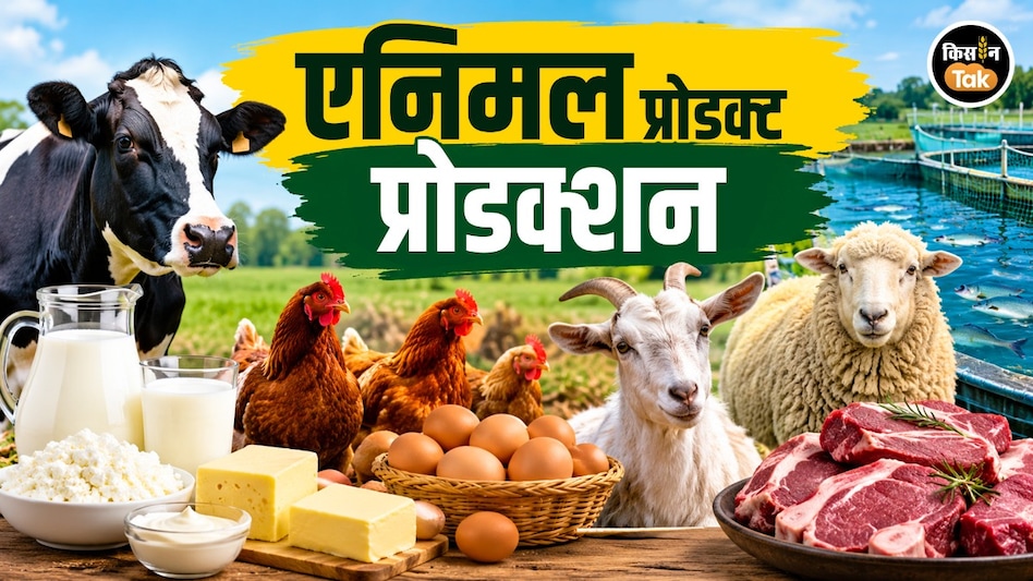Nutrition Month: प्रोटीन की डिमांड ने देश को दूध-मीट, अंडा उत्पादन में बनाया नंबर वन Nutrition Month: प्रोटीन की डिमांड ने देश को दूध-मीट, अंडा उत्पादन में बनाया नंबर वन