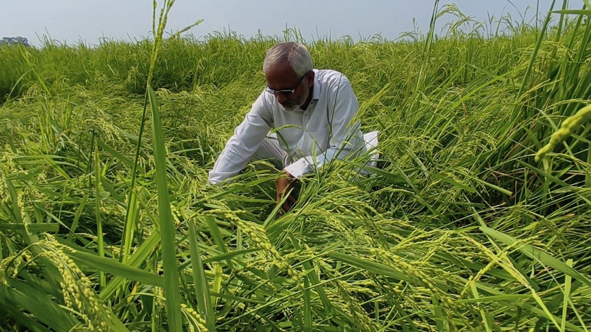 karnal paddy crop