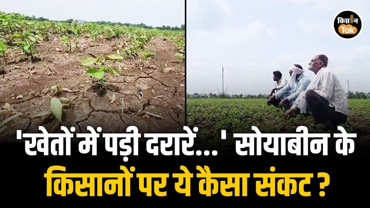 soybean crop loss