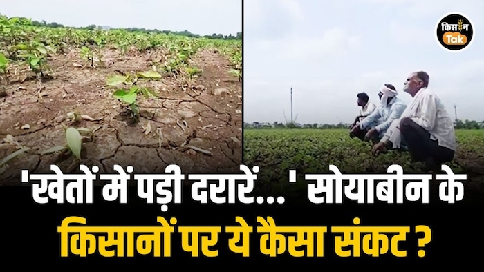 soybean crop loss