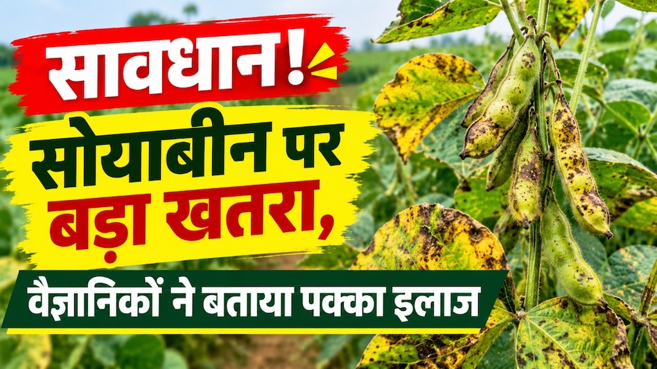 सोयाबीन में रोगों का बढ़ा खतरा! चारकोल रॉट से पॉड ब्लाइट तक, वैज्ञानिकों ने बताए फफूंदनाशक और मात्रा सोयाबीन में रोगों का बढ़ा खतरा! चारकोल रॉट से पॉड ब्लाइट तक, वैज्ञानिकों ने बताए फफूंदनाशक और मात्रा