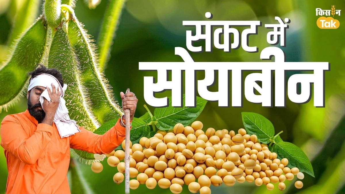 soybean price