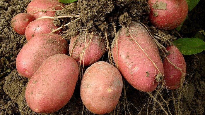potato आलू किसानों तक समय पर पहुंचे योजनाओं का लाभ