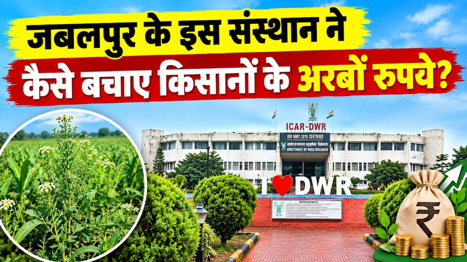 खरपतवार से हर साल किसानों को ₹71 हजार करोड़ का नुकसान! जबलपुर के इस संस्थान ने खोजा नियंत्रण का नया रास्ता खरपतवार से हर साल किसानों को ₹71 हजार करोड़ का नुकसान! जबलपुर के इस संस्थान ने खोजा नियंत्रण का नया रास्ता
