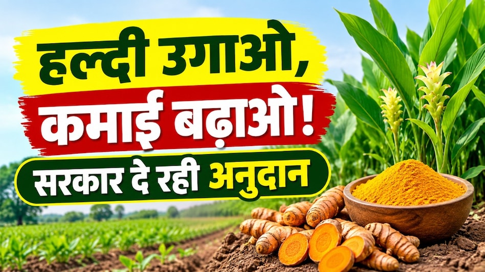 छत्तीसगढ़ में हल्दी की खेती को बढ़ावा,1300 हेक्टेयर का लक्ष्य,किसानों की आय बढ़ाने पर जोर छत्तीसगढ़ में हल्दी की खेती को बढ़ावा,1300 हेक्टेयर का लक्ष्य,किसानों की आय बढ़ाने पर जोर