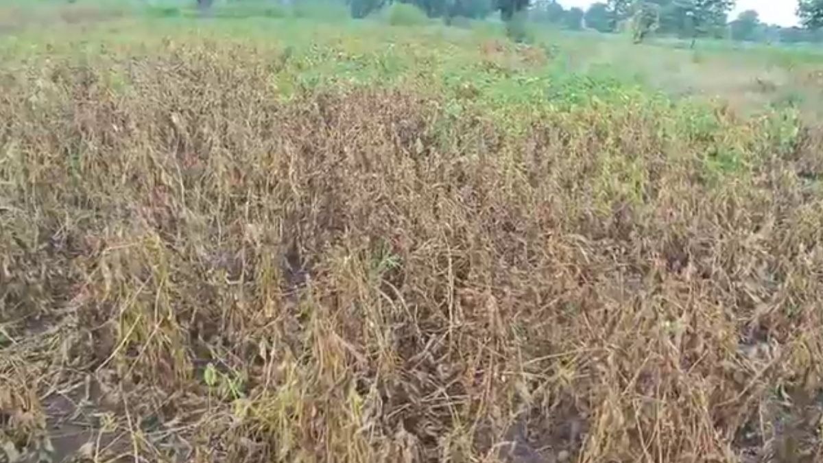 Washim Soybean Crop Dried