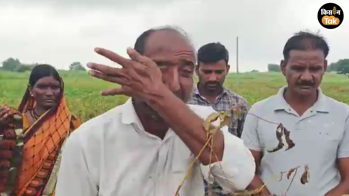 Soybean Crop Dried farmers crying