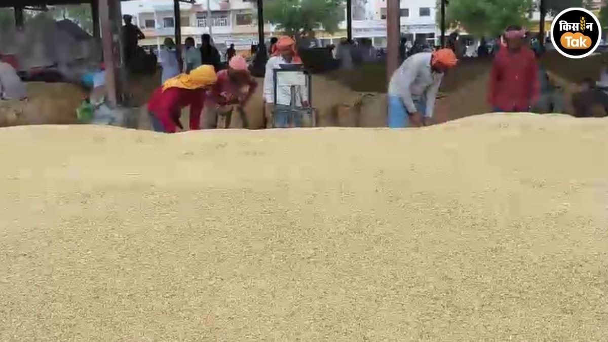 karnal mandi paddy arrival