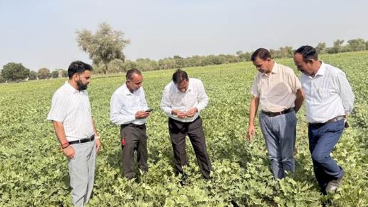 moth bean varieties improved