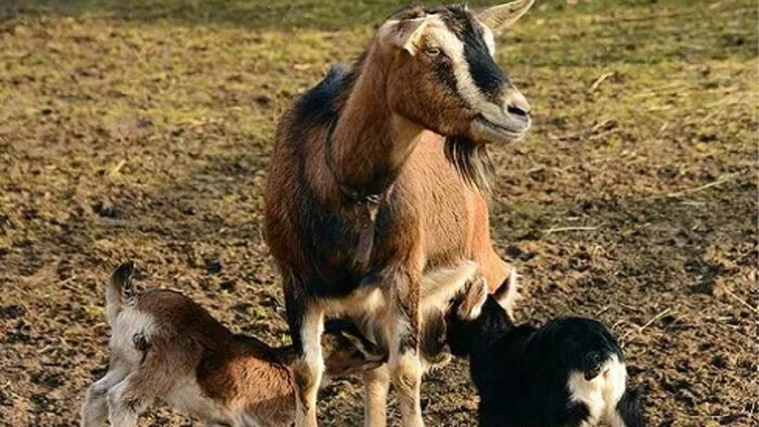 goat farming business