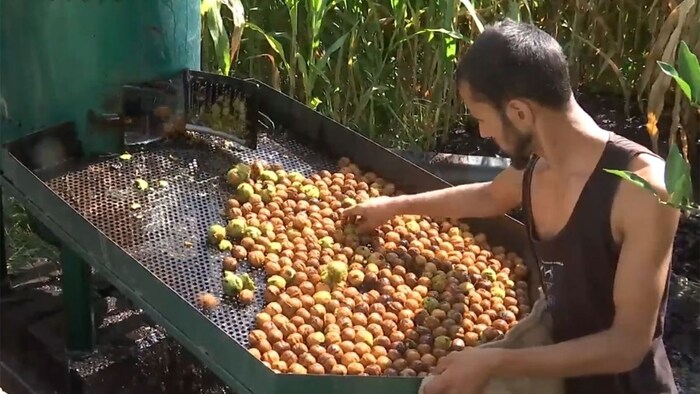 अखरोट की बंपर पैदावार