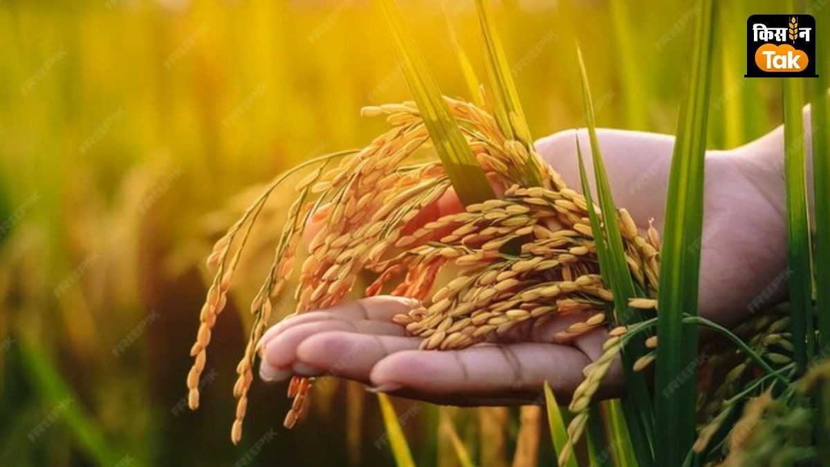 paddy crop disease and pest attack advisory
