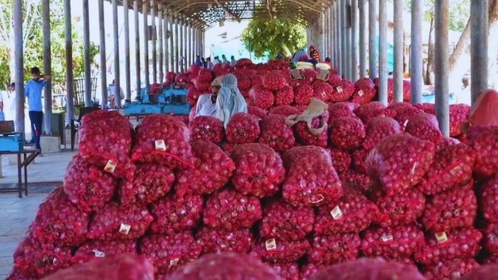 onion mandi price