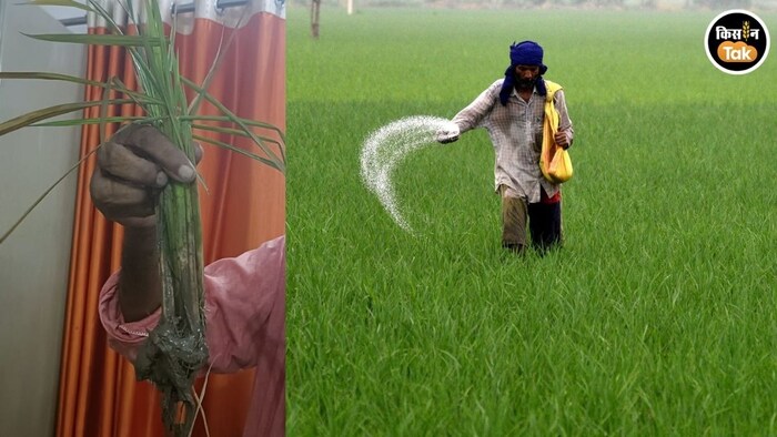 paddy crop disease and pest threat advisory