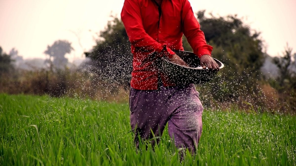 paddy field