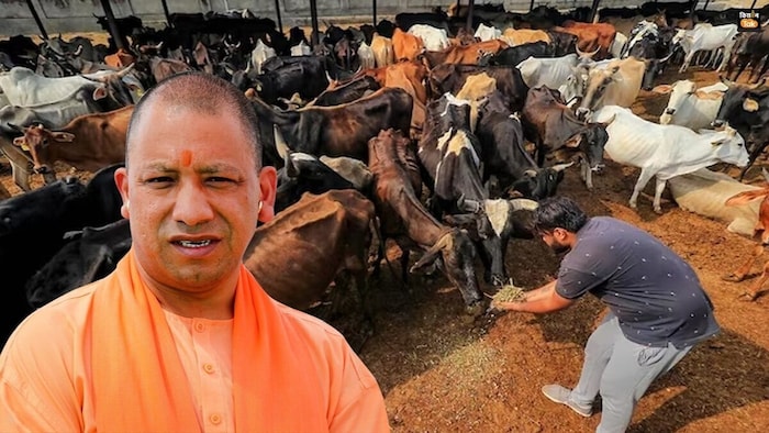 yogi adityanath government will do assessment of cow shelters or goshala in up