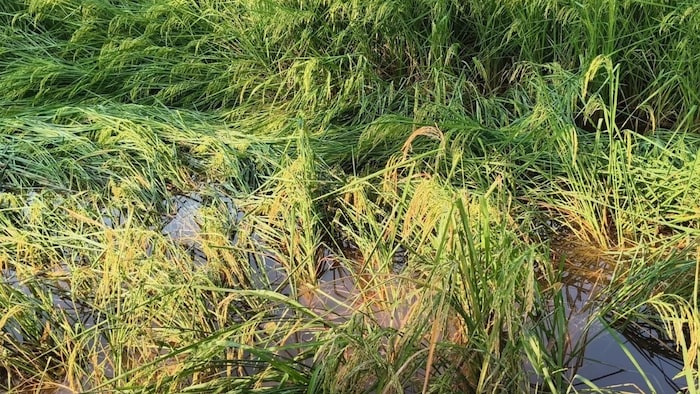 करनाल में धान की फसल पककर तैयार, बारिश ने की बर्बाद