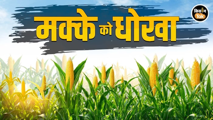 क्यों गिर गया है मक्के का दाम?