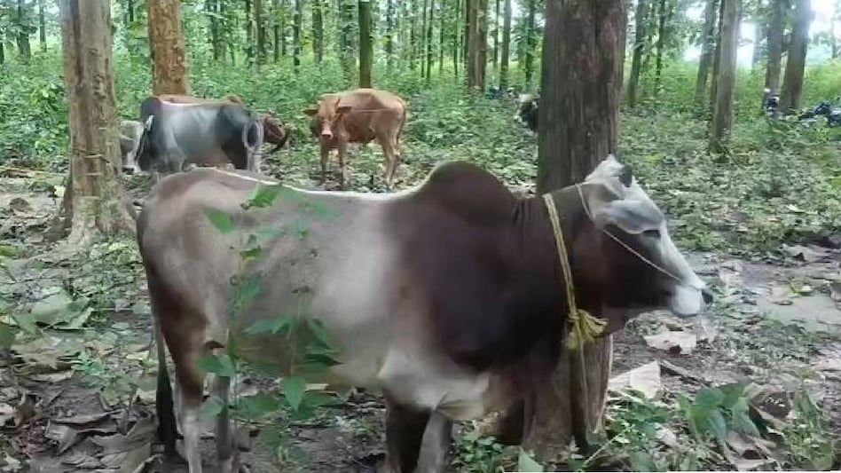 Cow Lumpy: आज से ही शुरू किया गाय-भैंस का खरहेरा तो पशुपालकों को होगा दोहरा फायदा Cow Lumpy: आज से ही शुरू किया गाय-भैंस का खरहेरा तो पशुपालकों को होगा दोहरा फायदा