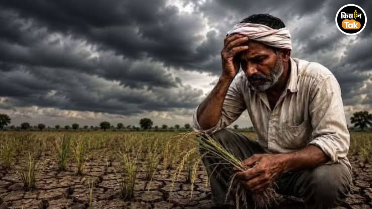 dharashiv drought 80 days no rain