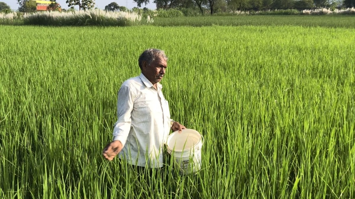 चित्रकूट के किसान अपना रहे जैविक खेती का रास्ता