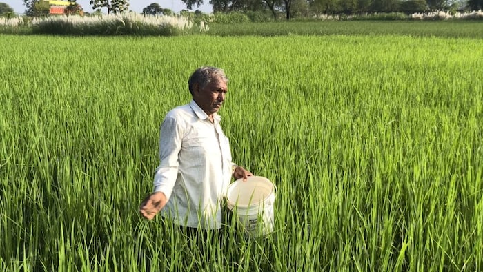 चित्रकूट के किसान अपना रहे जैविक खेती का रास्ता