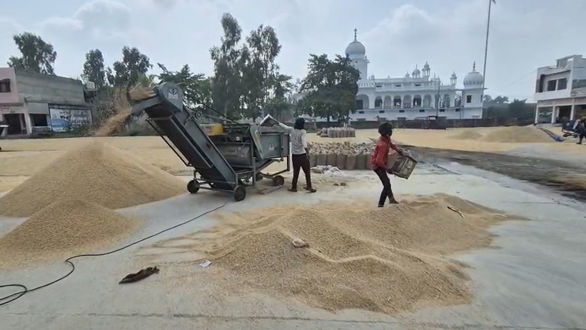 Haryana Paddy Procurement