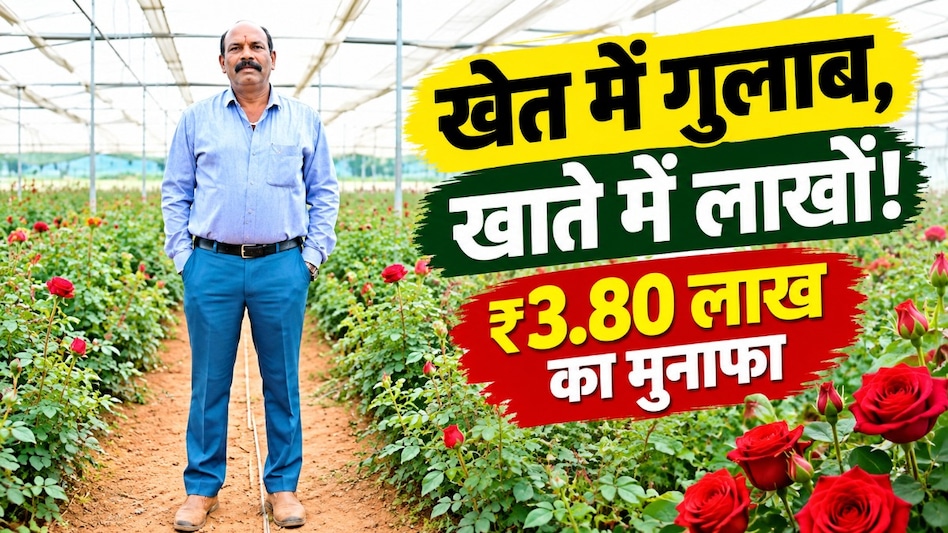 गुलाब की खेती से बदली किसान की किस्मत! 8 लाख की कमाई, खर्च निकालकर 3.80 लाख रुपये का मुनाफा गुलाब की खेती से बदली किसान की किस्मत! 8 लाख की कमाई, खर्च निकालकर 3.80 लाख रुपये का मुनाफा